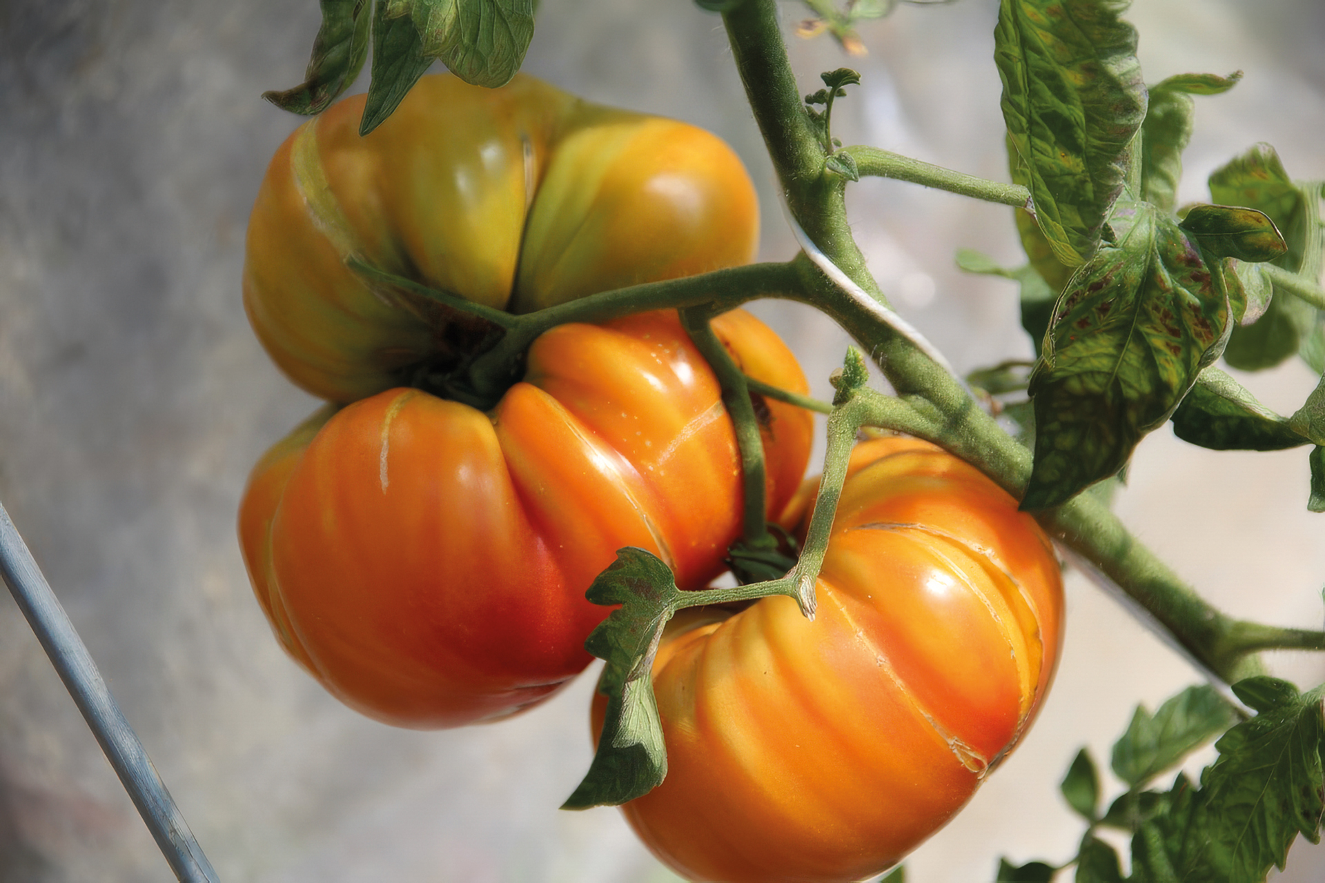 Fleischtomate German Gold