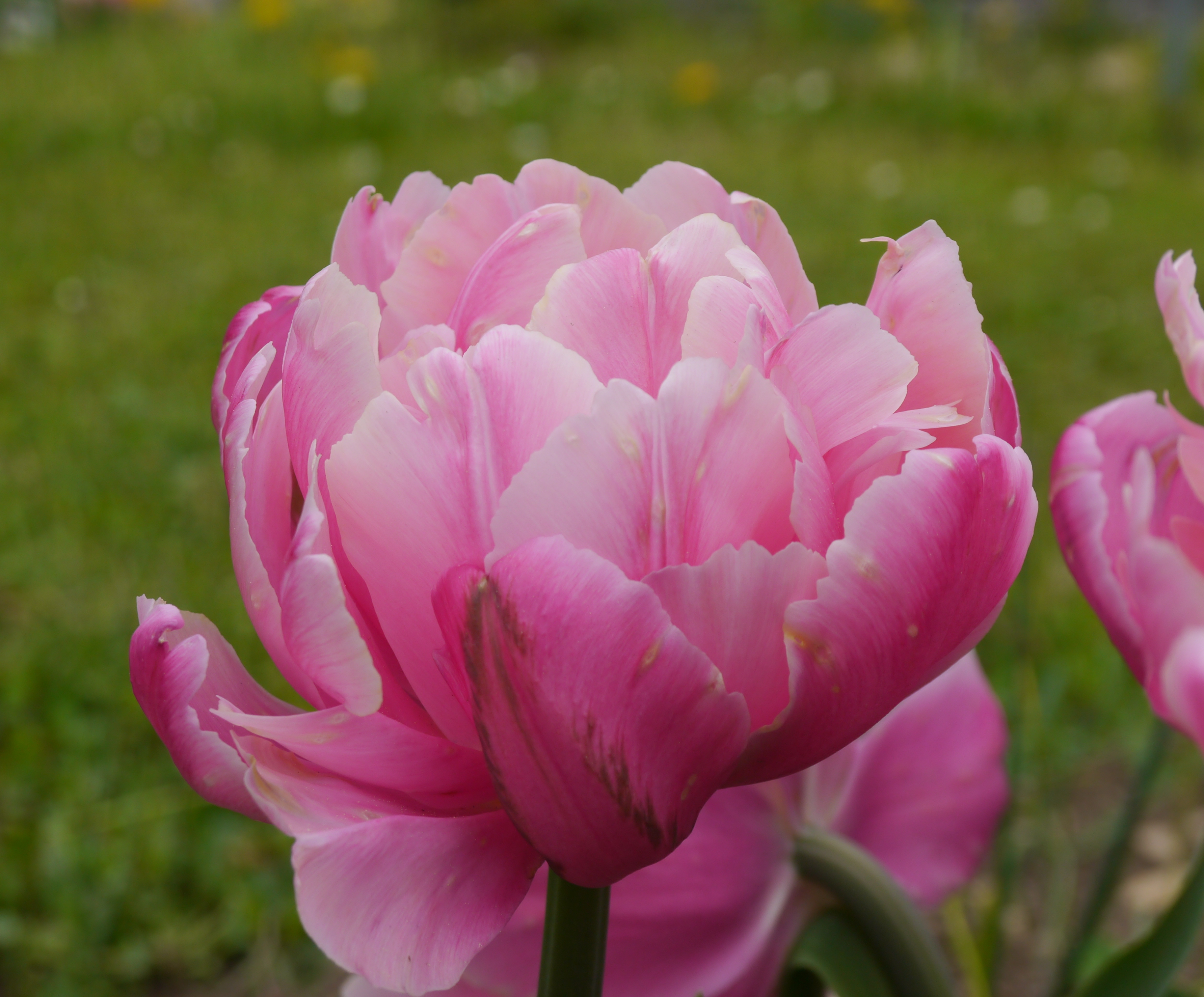 Nahaufnahme einer rosa gefüllten Tulpe mit vielen weichen Blütenblättern, leichter Schattierung und unscharfem grünen Wiesenhintergrund