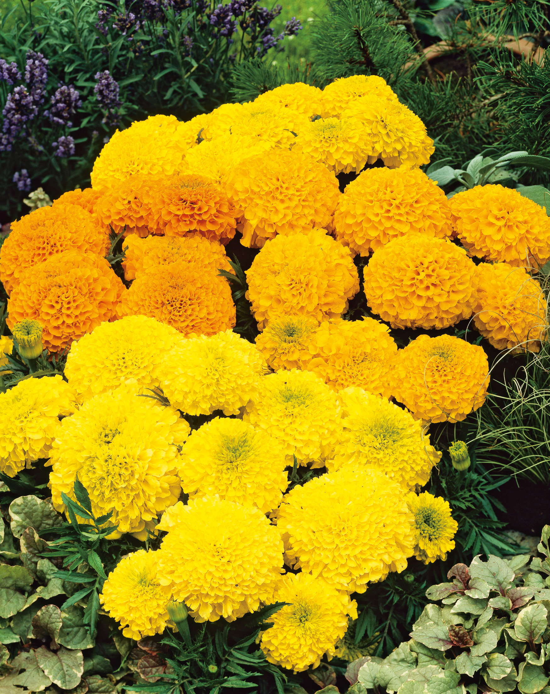 Nahaufnahme von dichtstehenden Tagetes (Studentenblumen) in kräftigem Gelb und Orange mit runden, pomponartigen Blüten, eingebettet in grünes Laub und Bodenbepflanzung