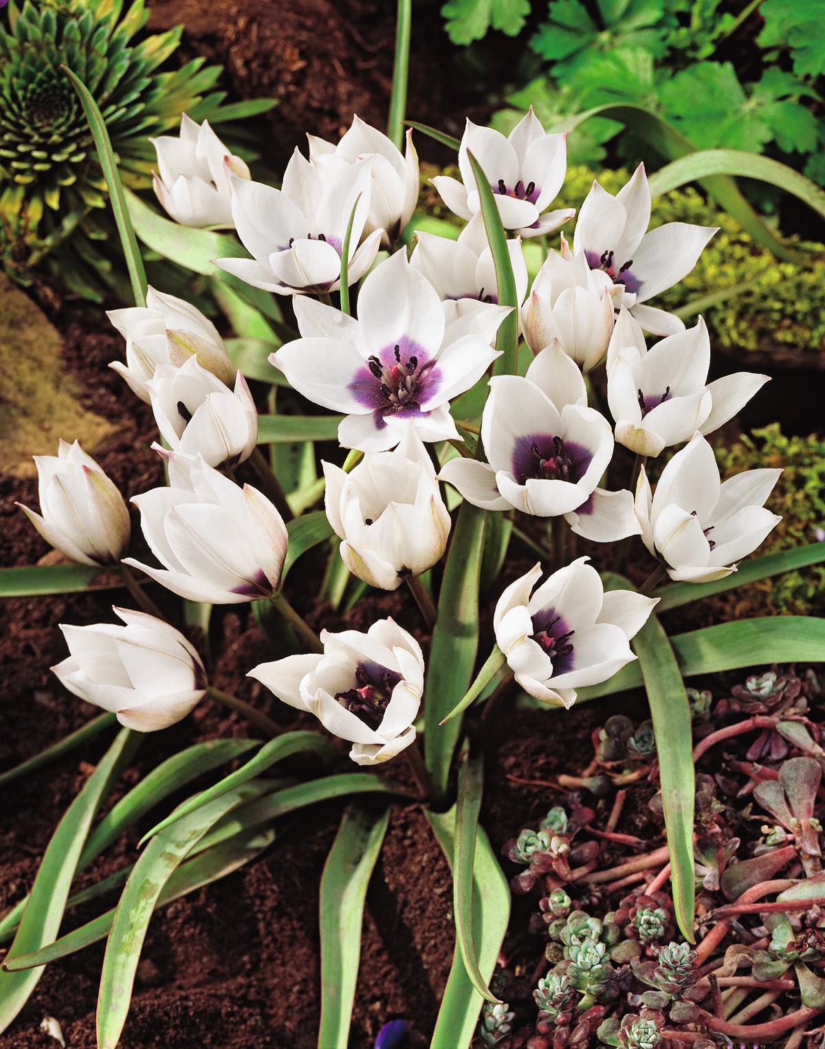 Nahaufnahme weißer kleinblütiger Tulpen mit dunklem violettem Zentrum in einem Beet mit Erde, grünen Blättern und Bodendeckern
