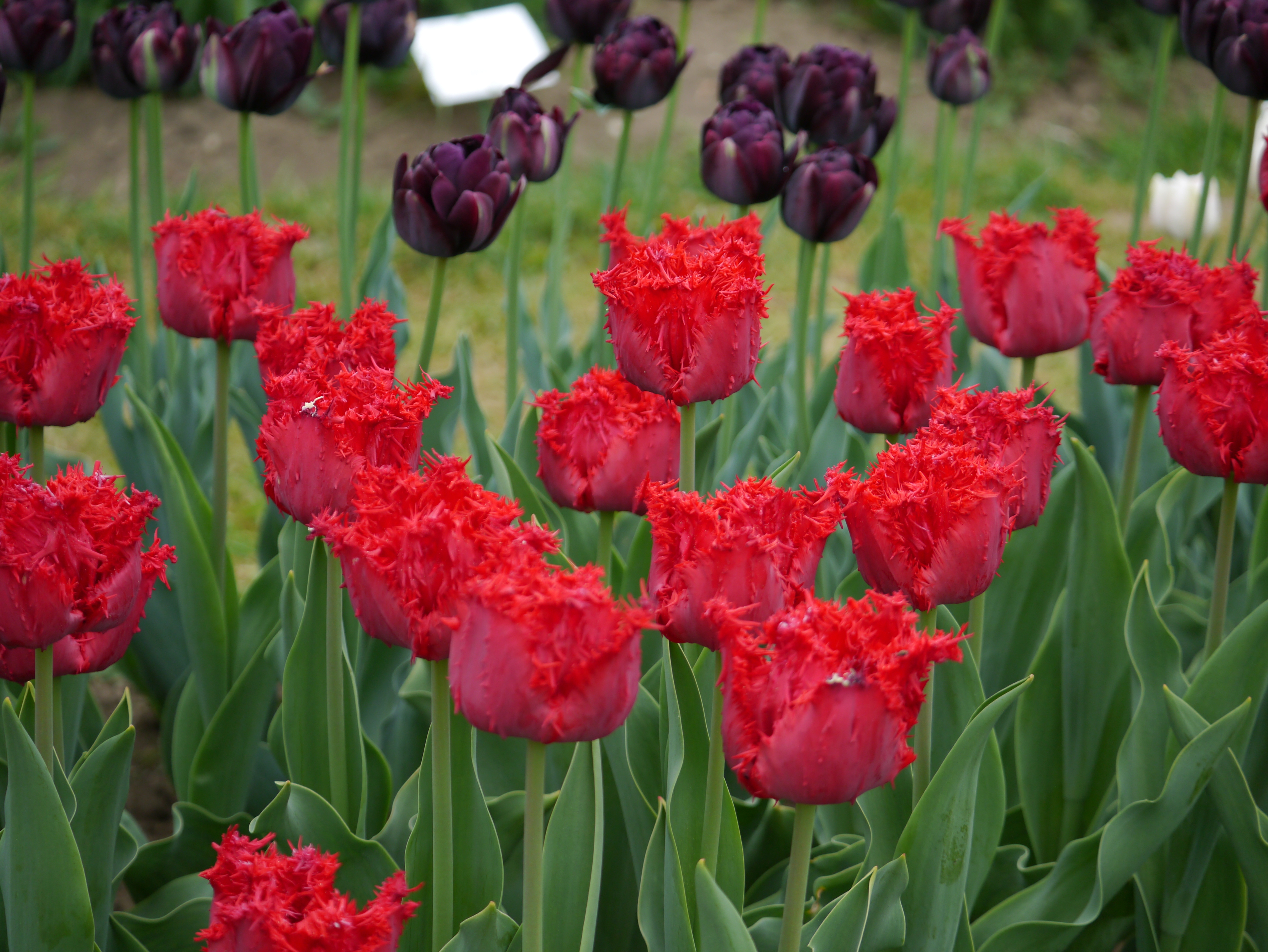 Nahaufnahme mehrerer roter gefranster Tulpen mit grünen Blättern und dunkelvioletten Tulpen im Hintergrund auf einem Blumenbeet