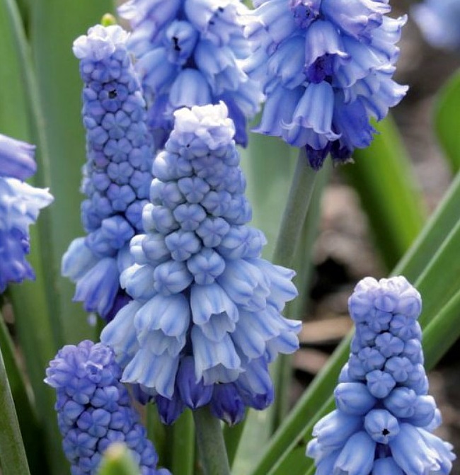 58013_Muscari azureum Nahaufnahme blauer Traubenhyazinthen (Muscari) mit dichten, traubenförmigen Blütenständen und grünen Blättern im Hintergrund
