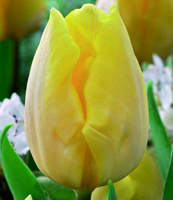 Nahaufnahme einer gelben Tulpe mit zarten Blütenblättern und grünem Blattwerk.