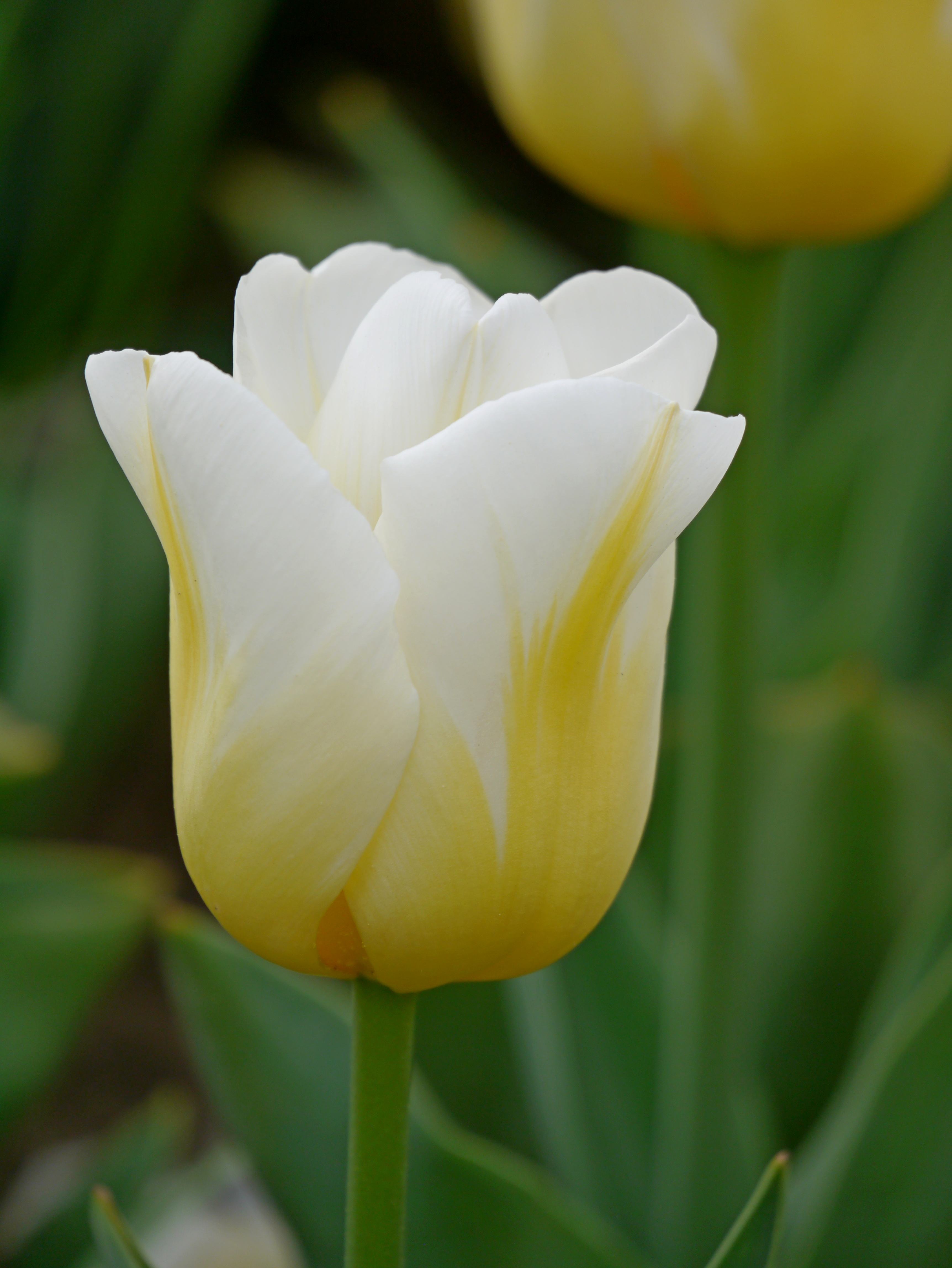Nahaufnahme einer weiß-gelben Tulpe mit grünem Stiel und unscharfem Hintergrund