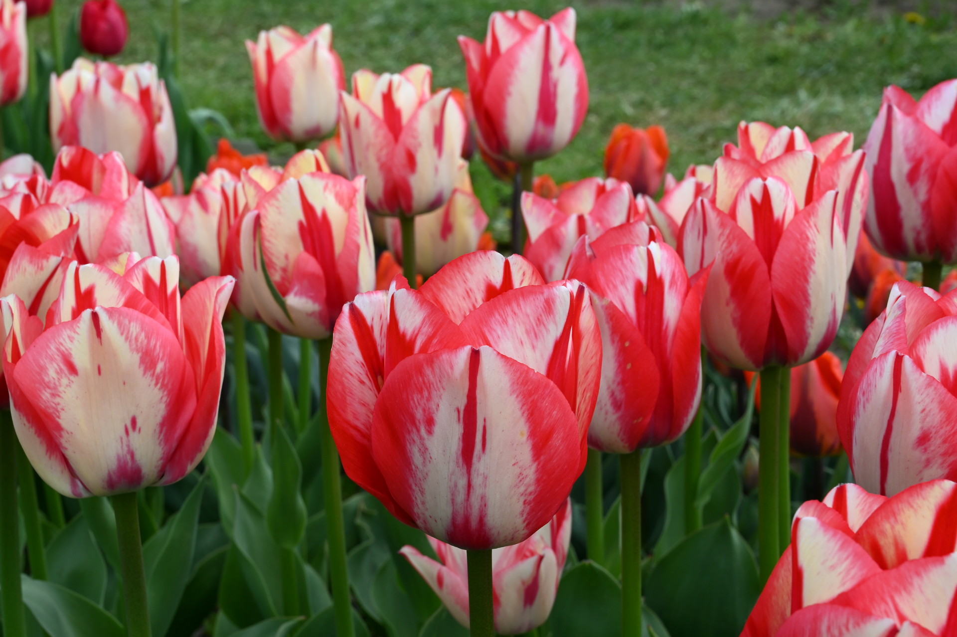 Triumph-Tulpe Spryng Break mit großen weiß-pinkroten Blüten und zarten Gelbakzenten, ideal für Beet, Rabatte, Kübel und als Schnittblume