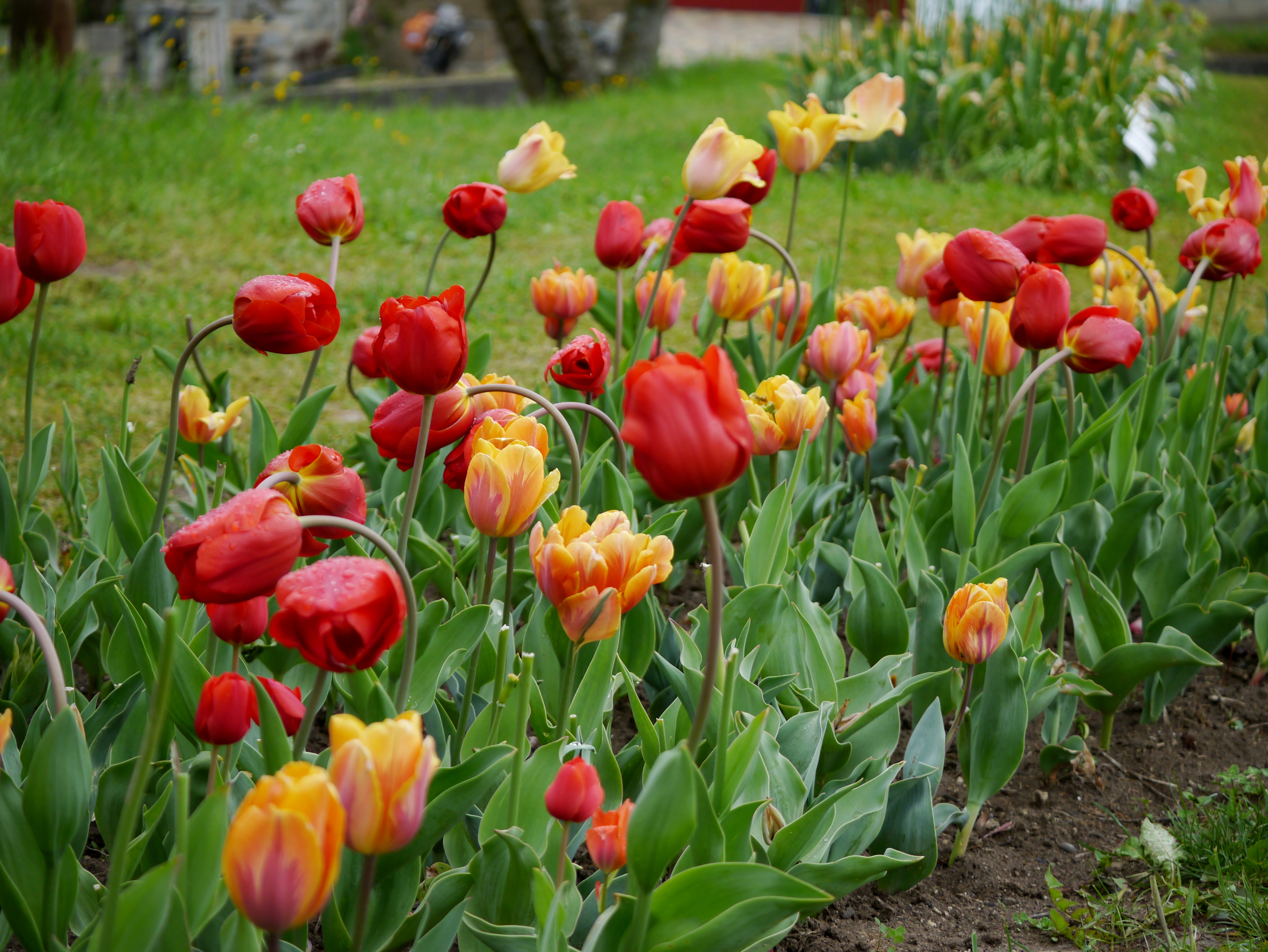 Nahaufnahme eines Blumenbeets mit roten und gelb-orangenen Tulpen, nassen Blüten und grünen Blättern im Frühling