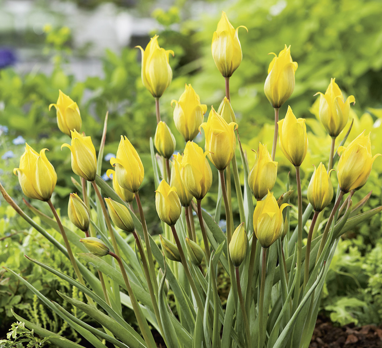 Nahaufnahme gelber Tulpen in einem grünen Gartenbeet mit schlanken Stängeln und langen Blättern