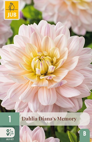 Schmuck-Dahlie Diana's Memory