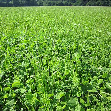 98852_Tetragras Nahaufnahme eines grünen Feldes mit Gras und Weißklee