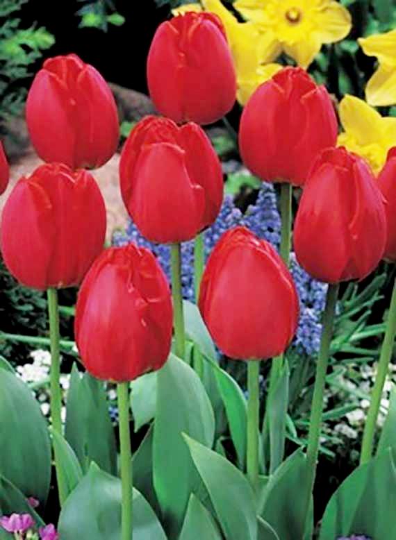 Nahaufnahme mehrerer roter Tulpen im Beet, aufrechte Blüten mit grünen Blättern und gelben sowie blau-violetten Begleitblumen im Hintergrund