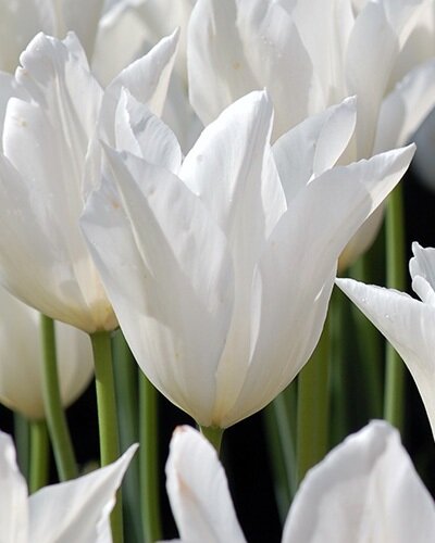 Nahaufnahme der lilienblütigen Tulpe White Triumphator mit elfenbeinweißen, spitz zulaufenden Blütenblättern – elegante Tulpenzwiebeln für den Frühlingsgarten