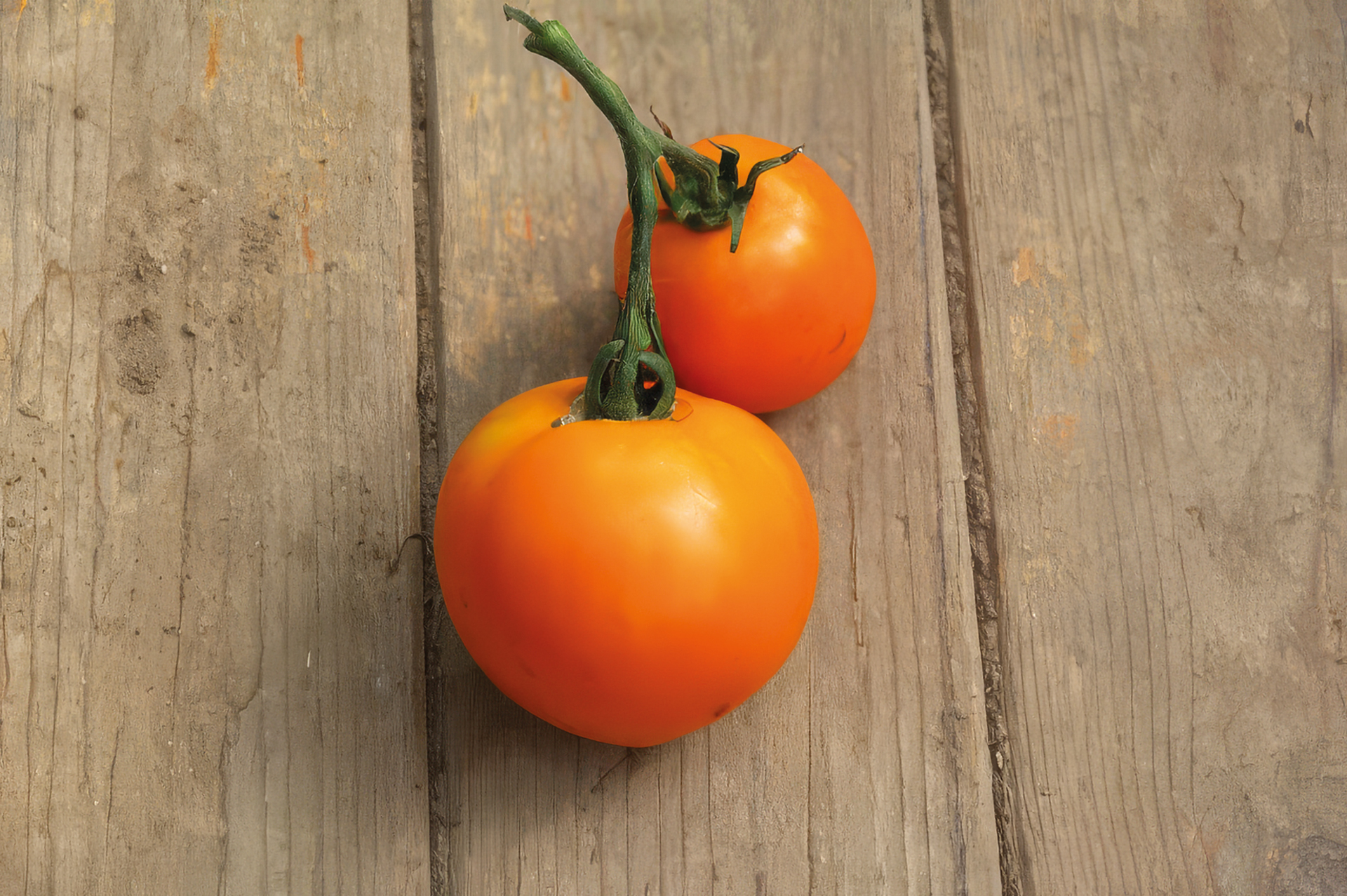 Fleischtomate Mandarin