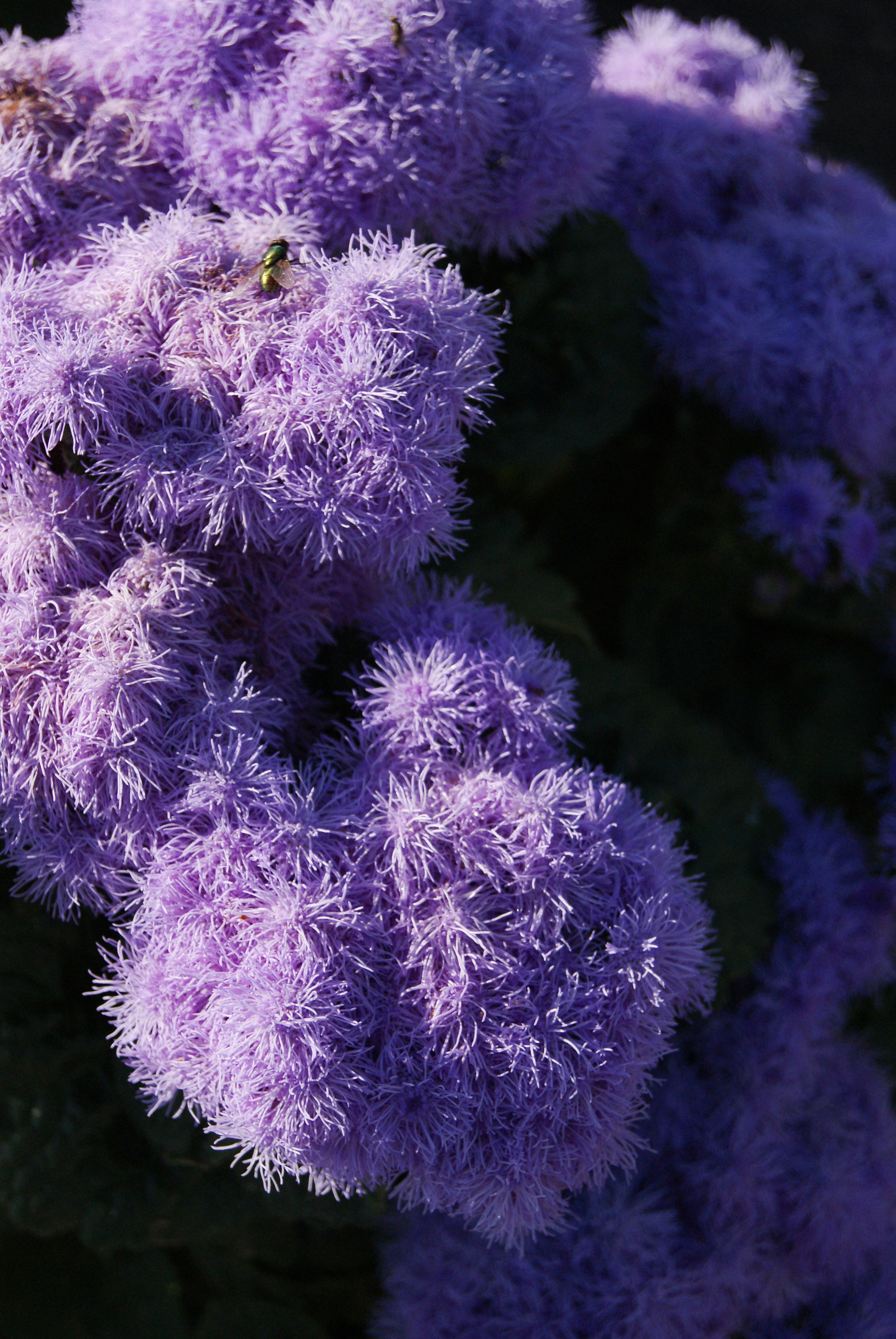 Nahaufnahme violetter, fluffiger Ageratum-Blüten (Flossblume) mit dichtem kugeligem Blütenstand und einem kleinen glänzenden Insekt auf den Blüten.