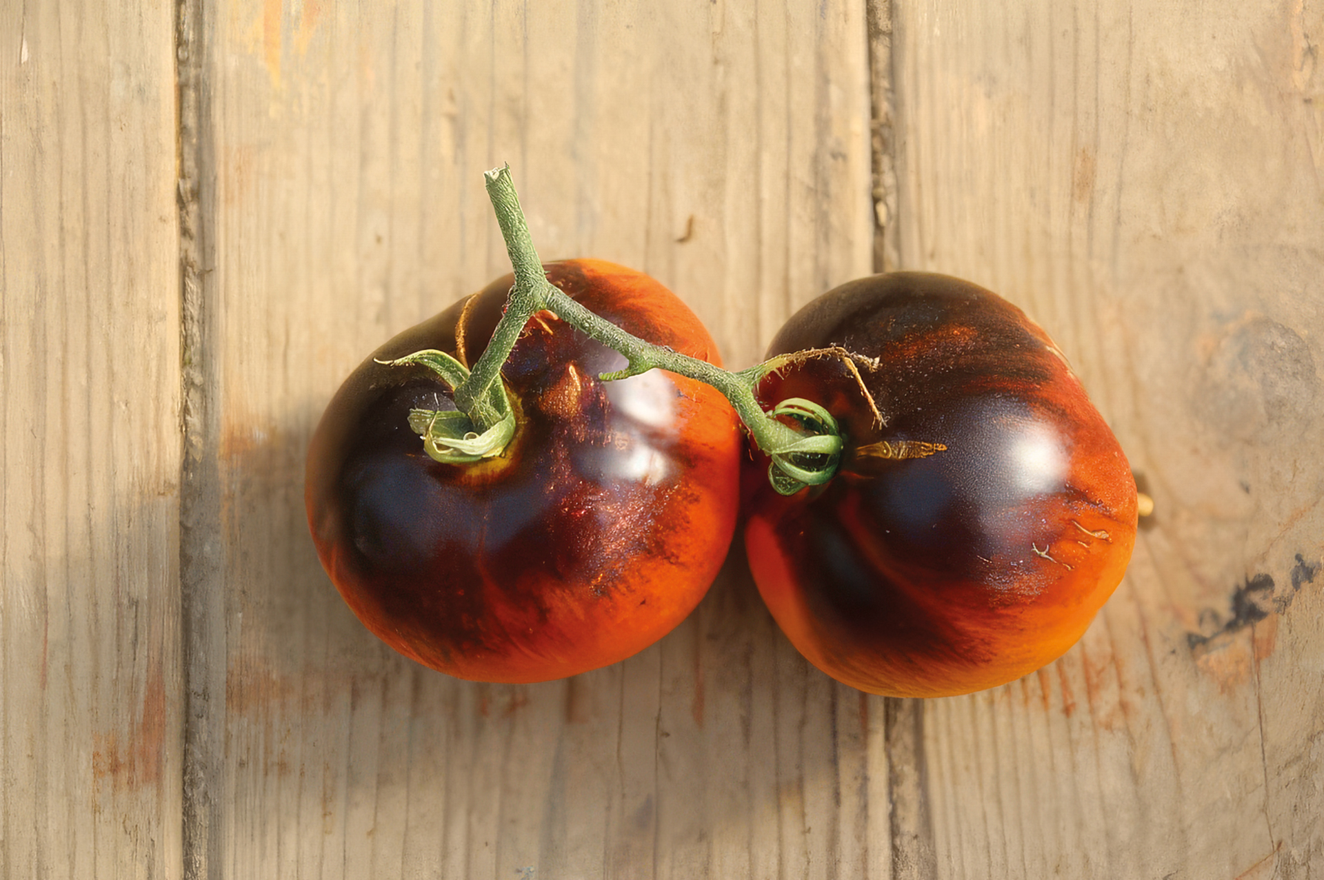 Fleischtomate Lucid Gem