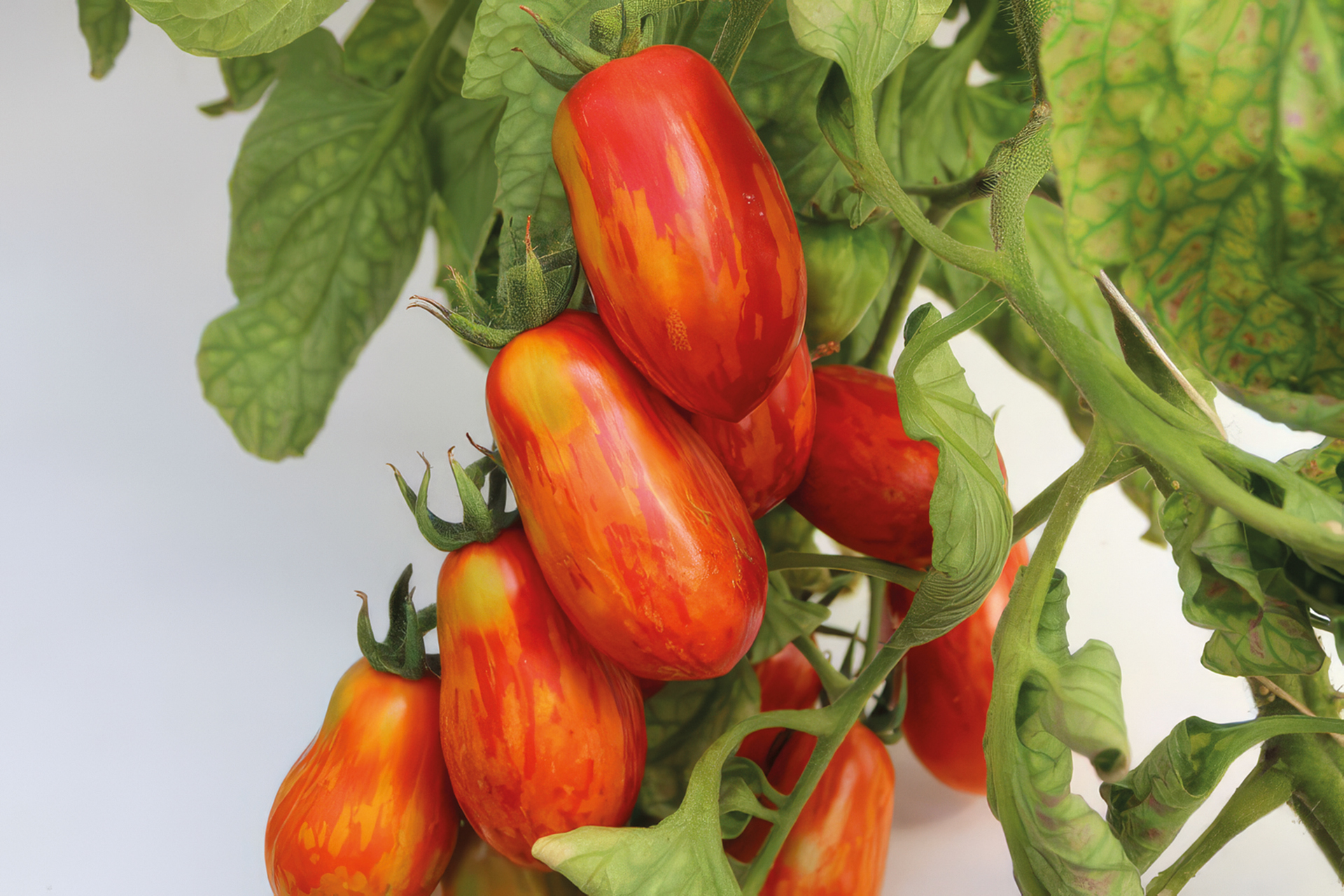 Tomate Gestreifte Pflaume