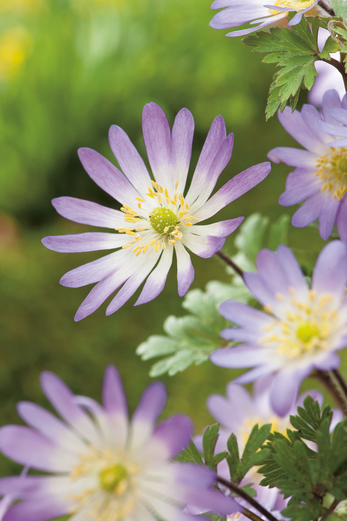 Nahaufnahme lila-weißer Anemonenblüten mit gelbem Zentrum vor unscharfem grünen Hintergrund