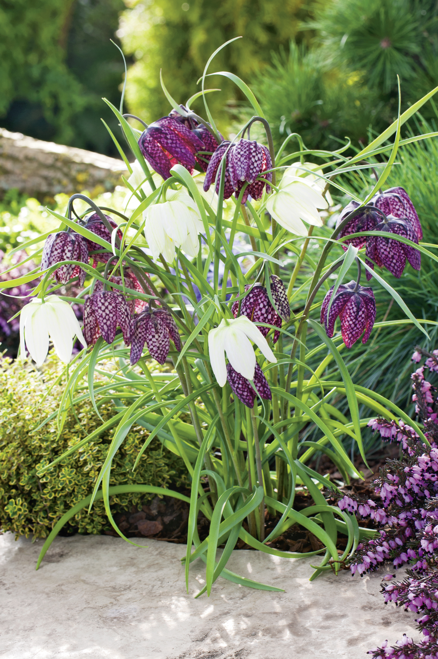 Fritillaria meleagris Schachbrettblume Mischung