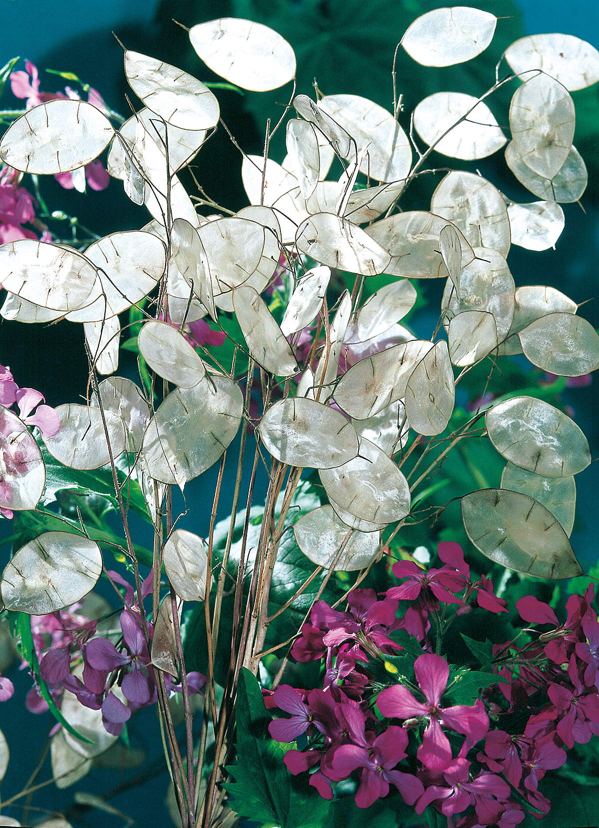 Judaspfennig Silberblatt