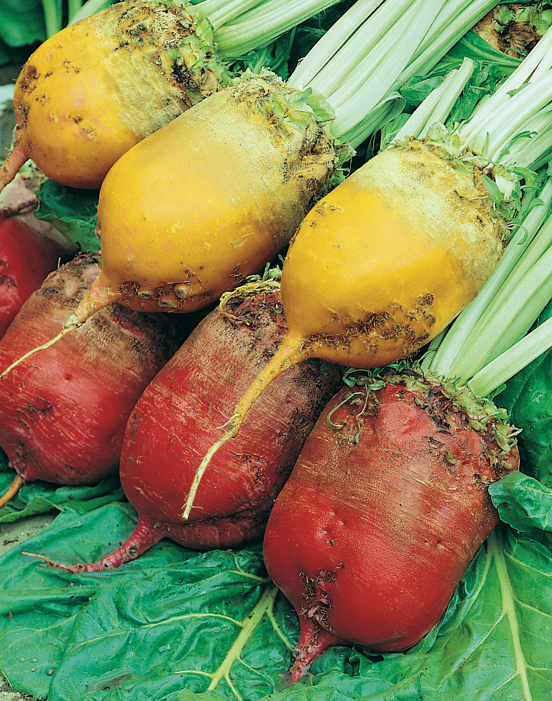 Rote und gelbe Futterrüben der Mischung Eckdorot und Eckdogelb von Samen-Fetzer, ideal als winterliches Viehfutter und frostsicherer Flüssigkeitsspender für Stalltiere.
