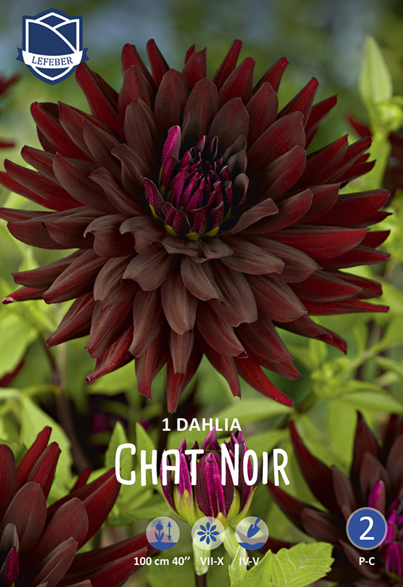 Kaktus-Dahlie Chat Noir