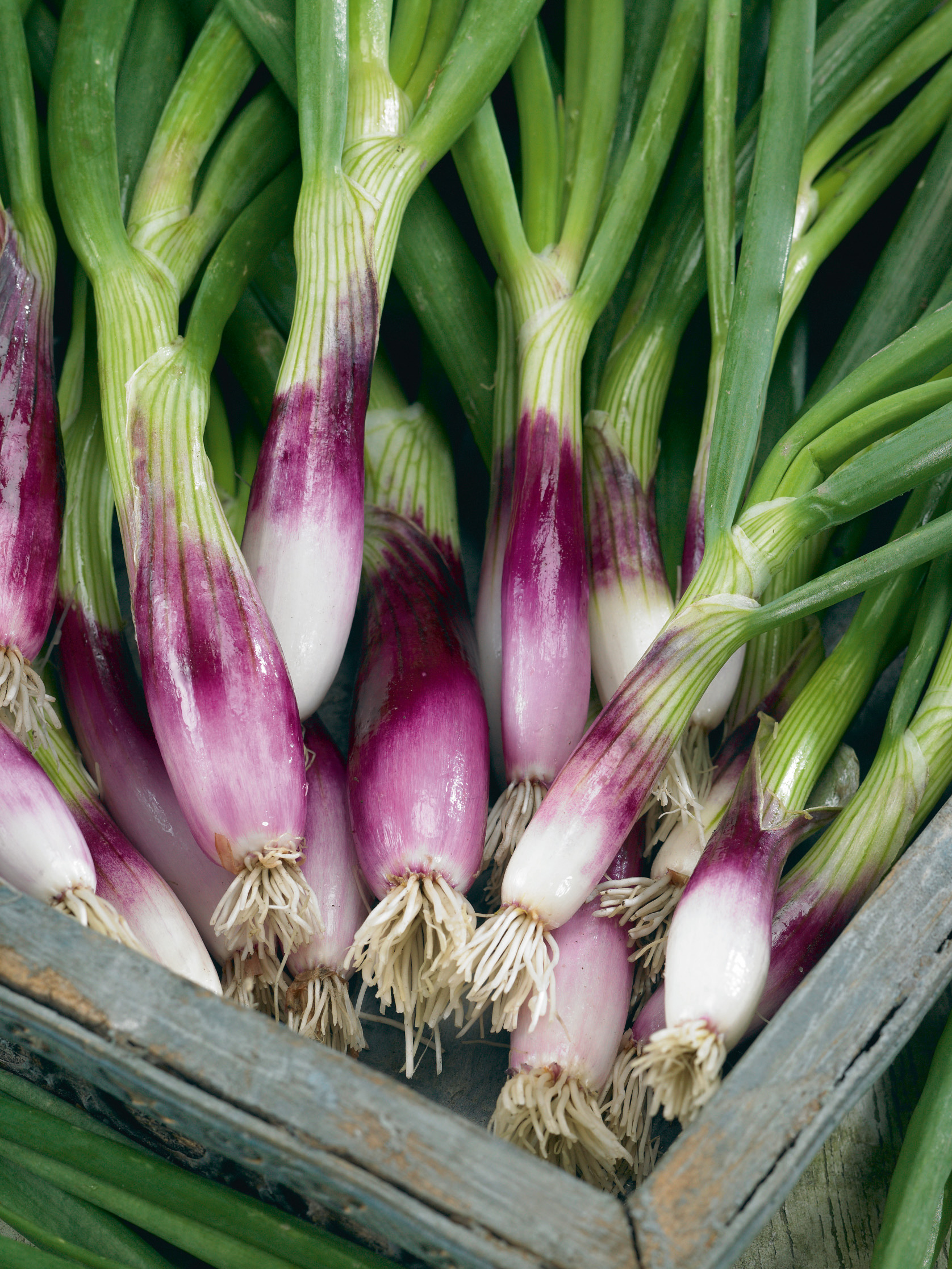 Saatband Lauchzwiebeln Rossa Lunga di Firenze