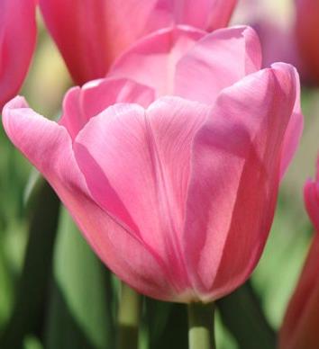52199_Triumph-Tulpen Mistress Nahaufnahme einer rosa Tulpe mit geöffneten Blütenblättern und grünem Stiel