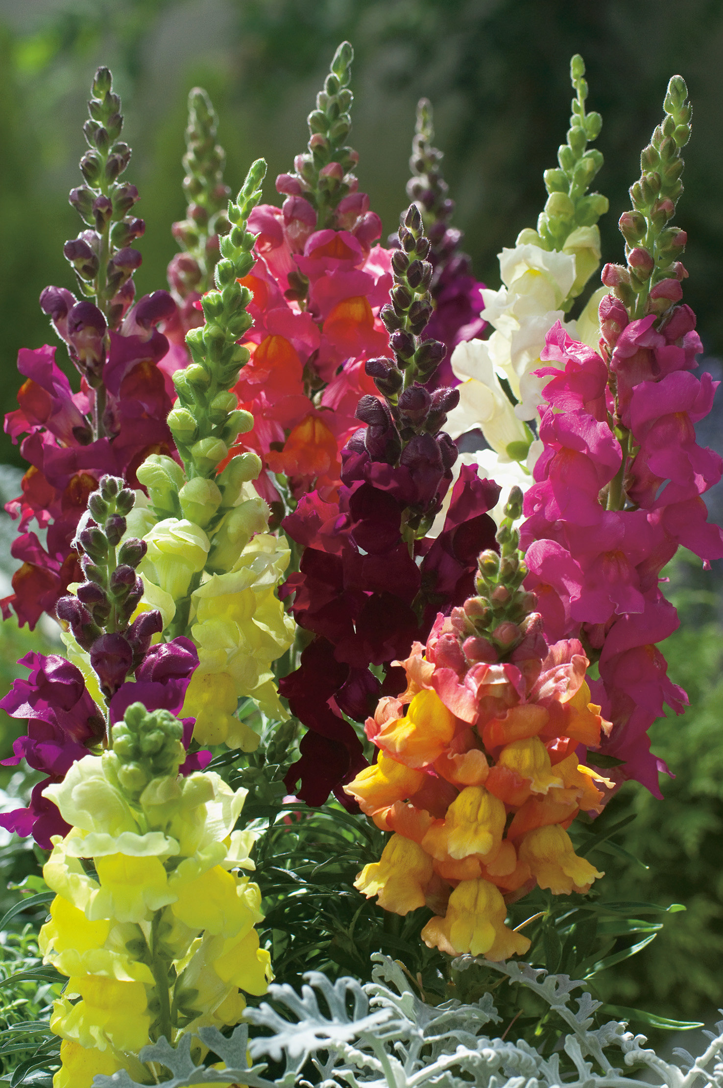 Nahaufnahme mehrerer bunter Löwenmäulchen (Antirrhinum) mit hohen Blütenspitzen in Gelb, Orange, Rosa, Violett und Weiß vor grünem Gartenhintergrund