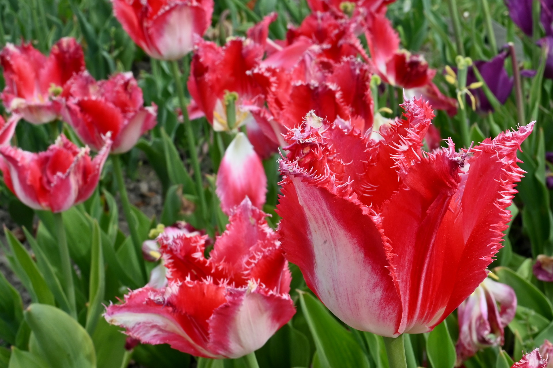 Crispa-Tulpe Sweets Paradise mit cremeweiß-roséfarbenen Blüten, kräftig roter Flammung und fein gefransten Blütenrändern im Beet