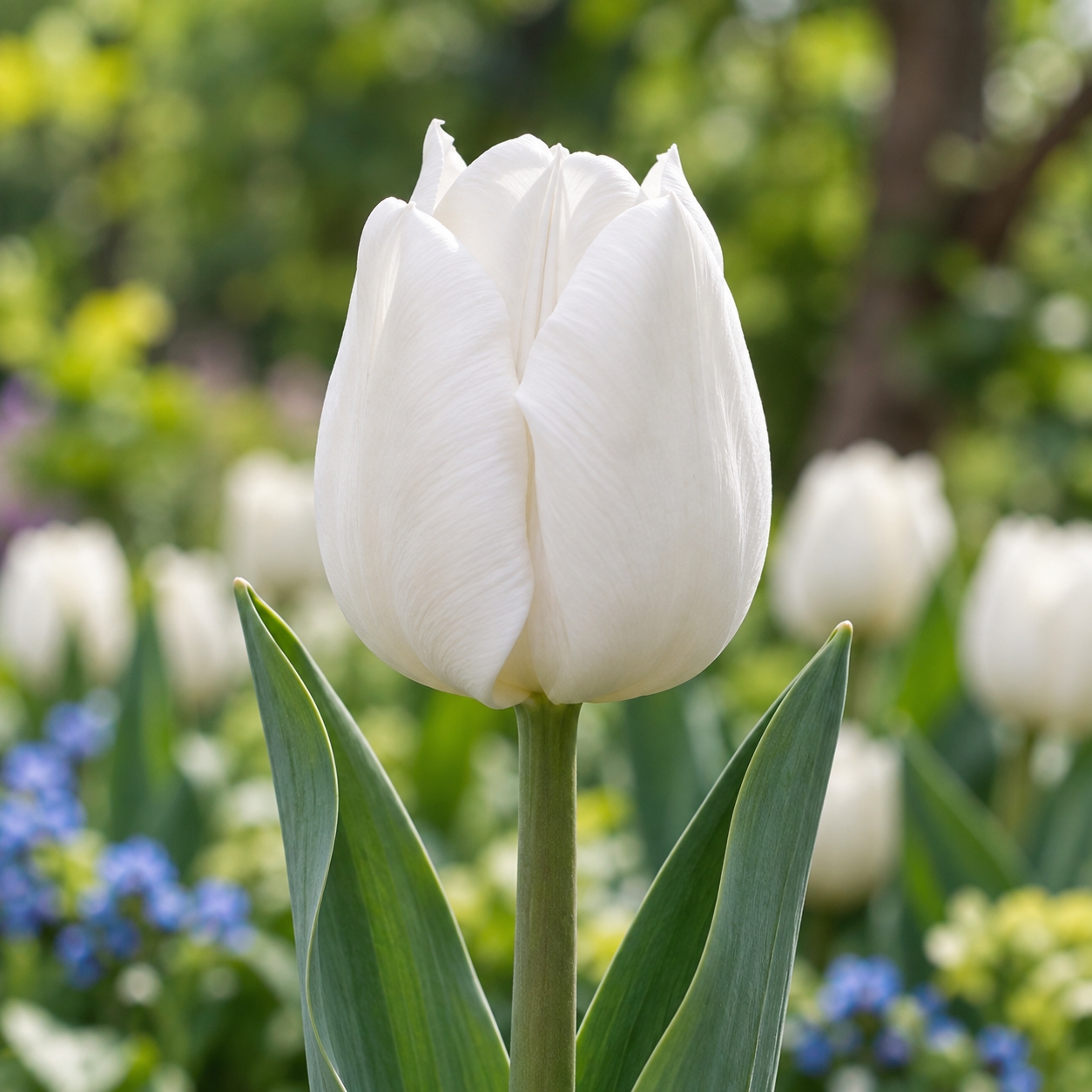 Einfache frühe Tulpen White Prince