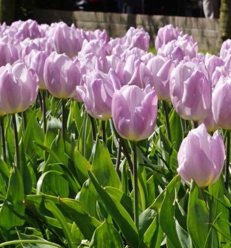 Nahaufnahme mehrerer pastell-lilafarbener Tulpen in einem sonnigen Gartenbeet mit grünen Blättern