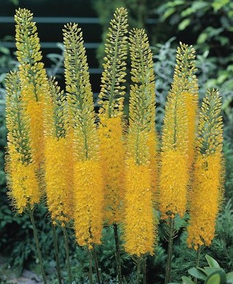 50069_elbo46511_VP Mehrere hohe, aufrechte gelbe Blütenkerzen der Eremurus (Steppenkerze) im Garten; dichte, borstenartige Blütenstände auf schlanken Stielen, umgeben von grünen Blättern.