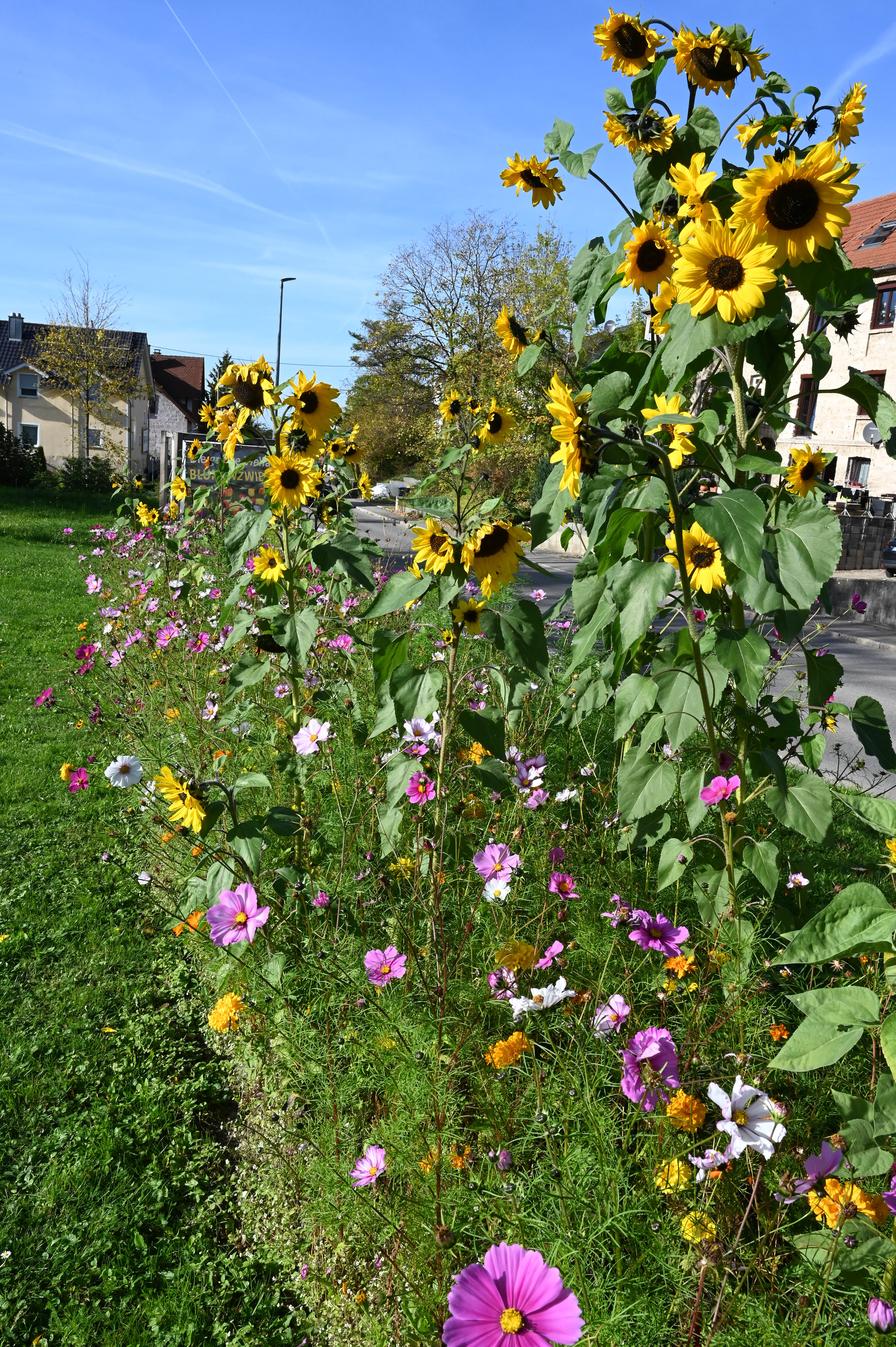 Hohe gelbe Sonnenblumen und bunte Wiesenblumen an einem begrünten Straßenrand, Wohnhäuser im Hintergrund unter klarem blauem Himmel