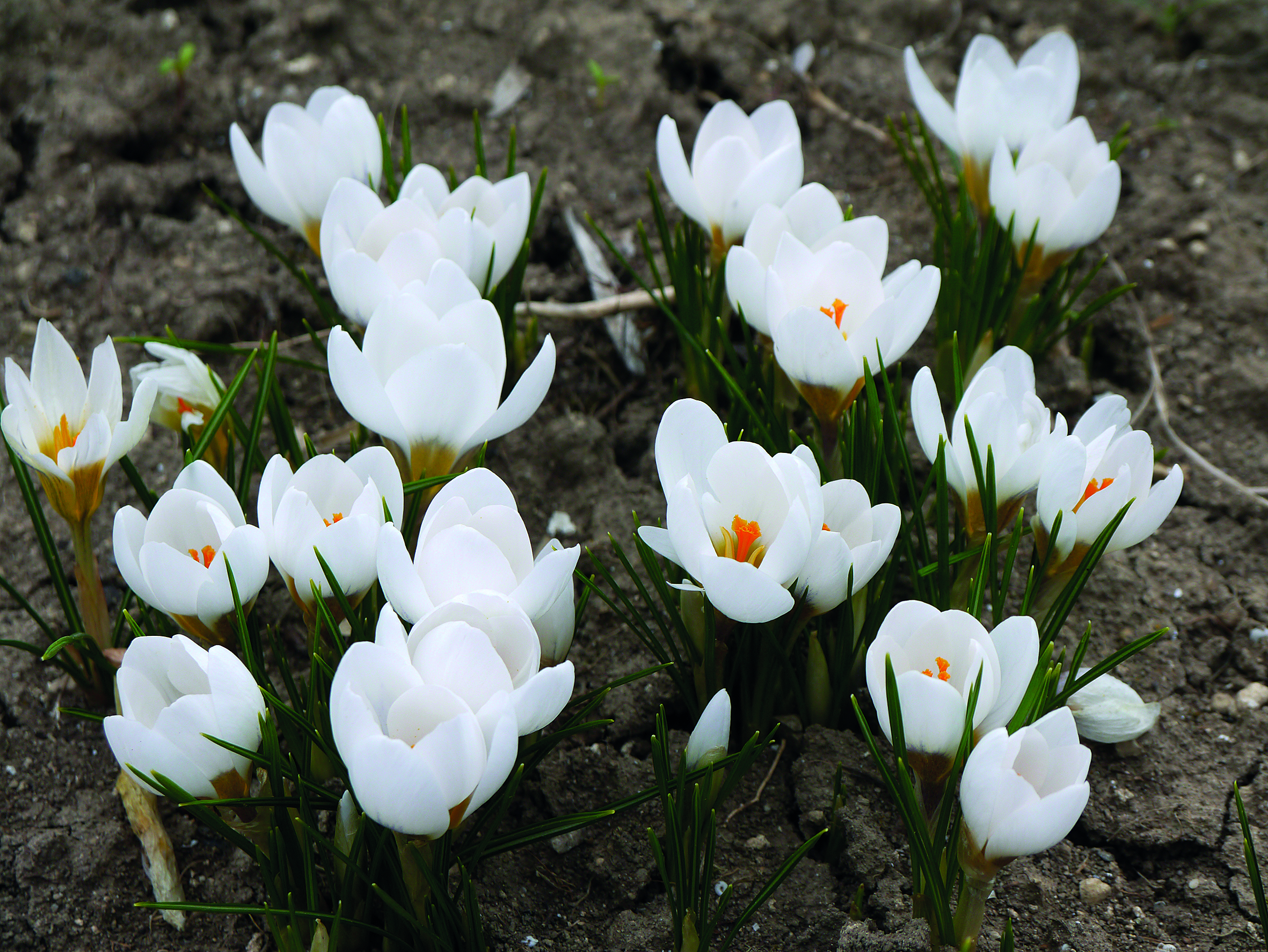 Crocus chrysanthus „Ard Schenk“ mit großen weißen Blüten und bronzegelber Mitte im Beet – eleganter botanischer Krokus für Verwilderung, Töpfe und Steingärten