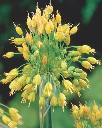 Allium flavum