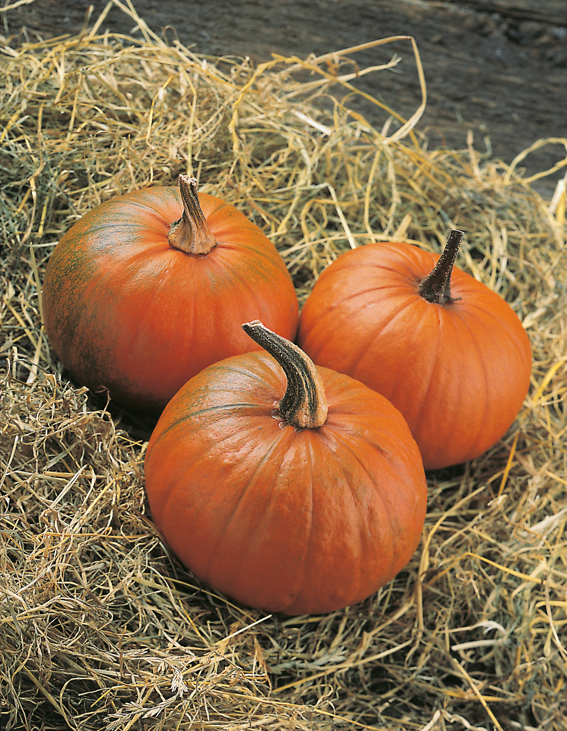 Drei orangefarbene Kürbisse mit sichtbaren Stielen liegen auf trockenem Stroh/Heu, herbstliche Dekoration