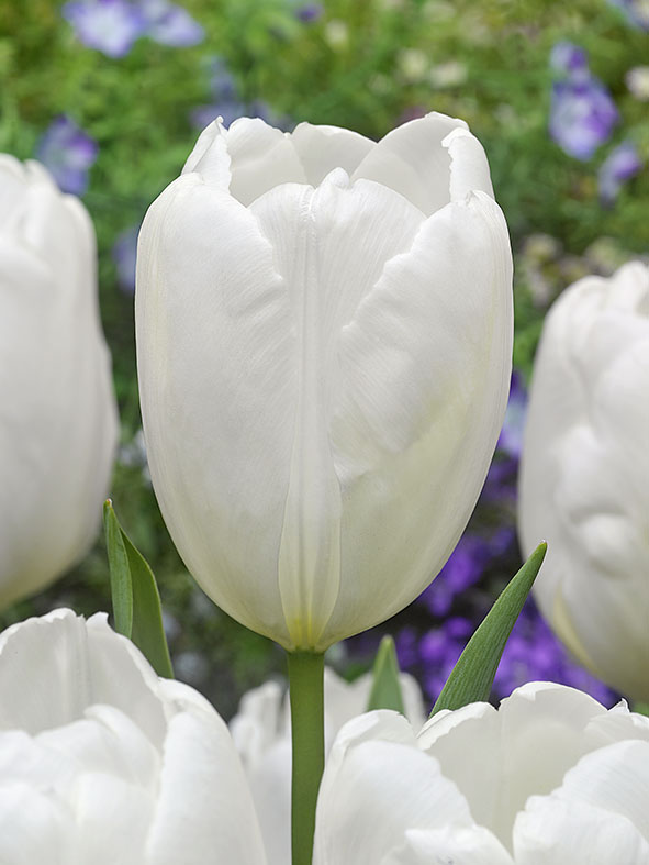 Weiße Darwin-Hybrid-Tulpe Hakuun im Beet – elegante Gartentulpe mit kräftigem Stiel, ideal fürs Freiland und schön kombinierbar mit farbigen Tulpen oder Narzissen