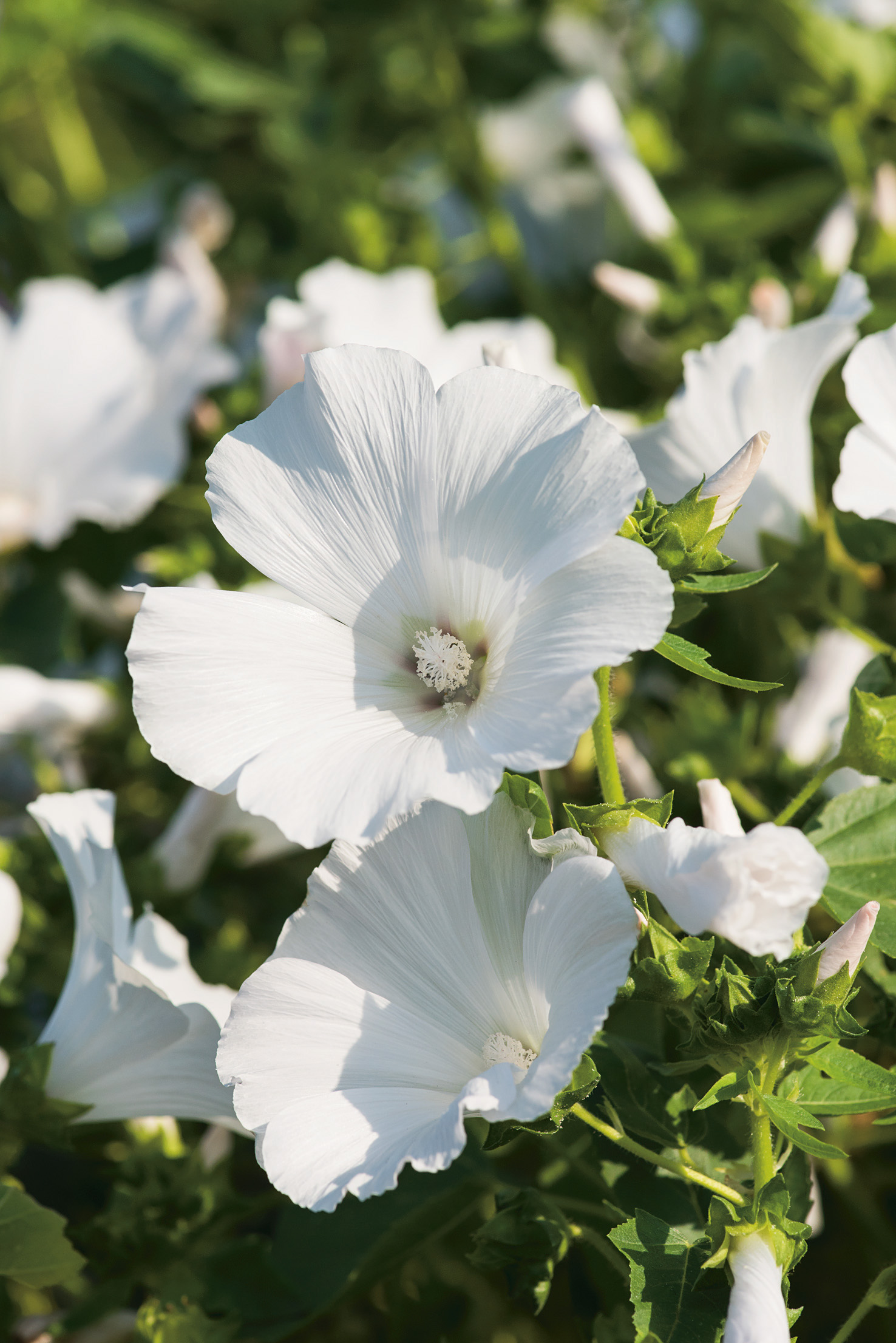 Nahaufnahme weißer Blüten mit sichtbarem Staubgefäß und grünen Blättern im Sonnenschein