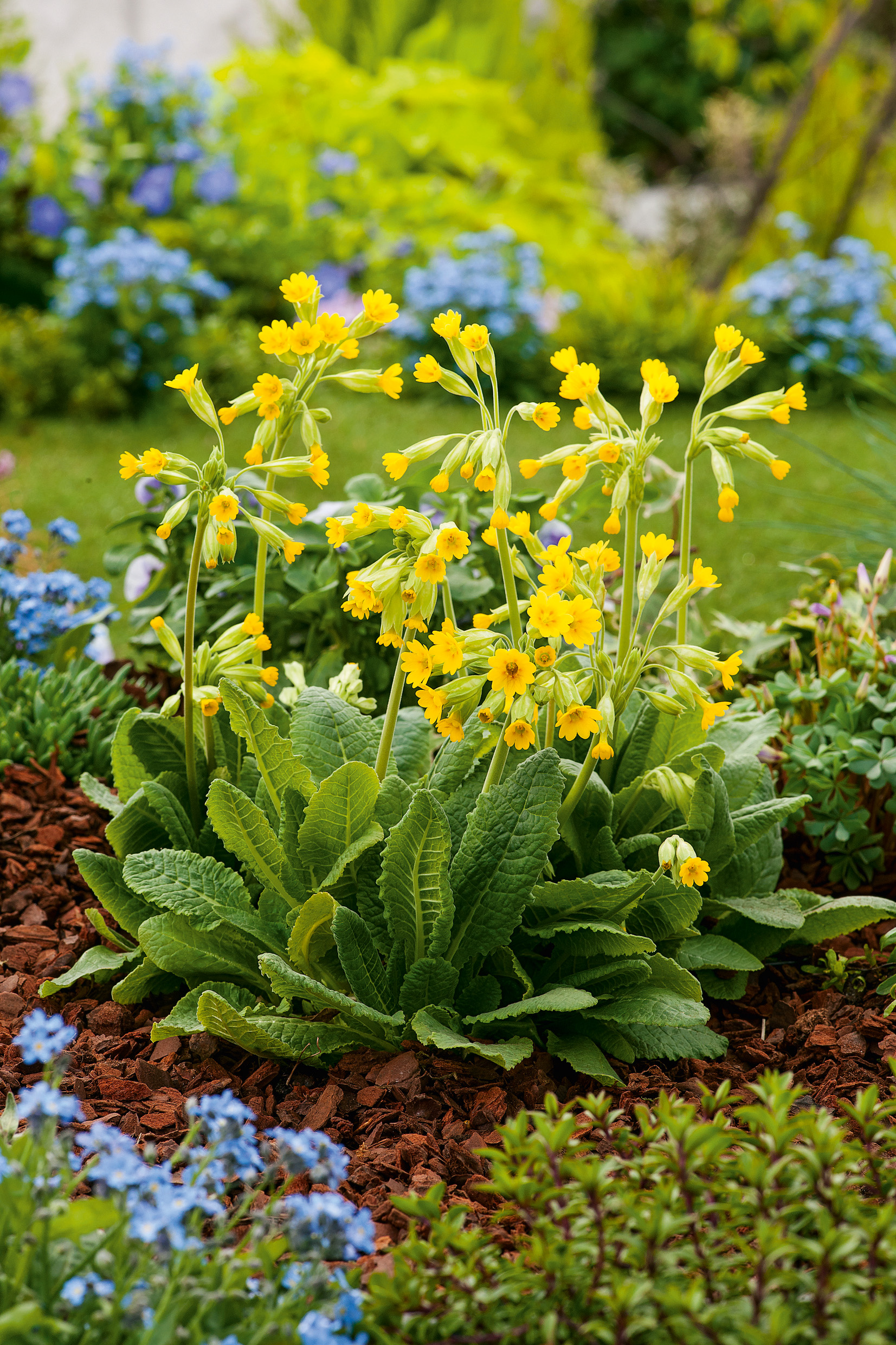 Echte Schlüsselblume (Primula veris) mit gelben glockenförmigen Blüten über grünen Rosettenblättern, gepflanzt in einem Gartenbeet mit Rindenmulch und blauen Vergissmeinnicht im Hintergrund
