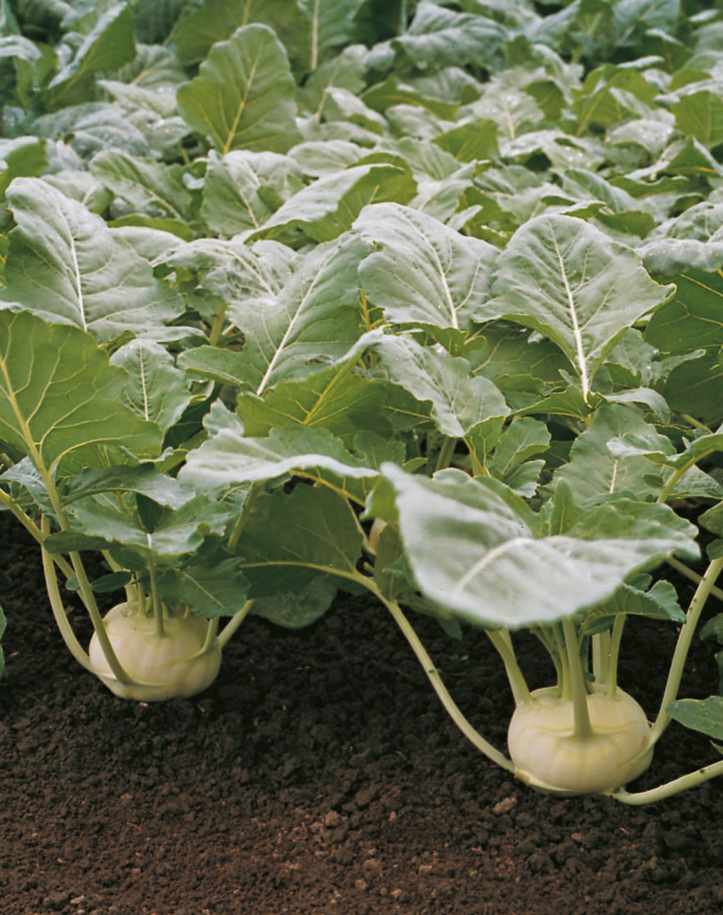 Kohlrabi Bio Korist F1 von Samen-Fetzer im Beet mit großen, weißen, zarten Knollen; bewährte, platzfeste Sorte für Aussaat von Januar bis Juli, geeignet für Folie und Freiland.