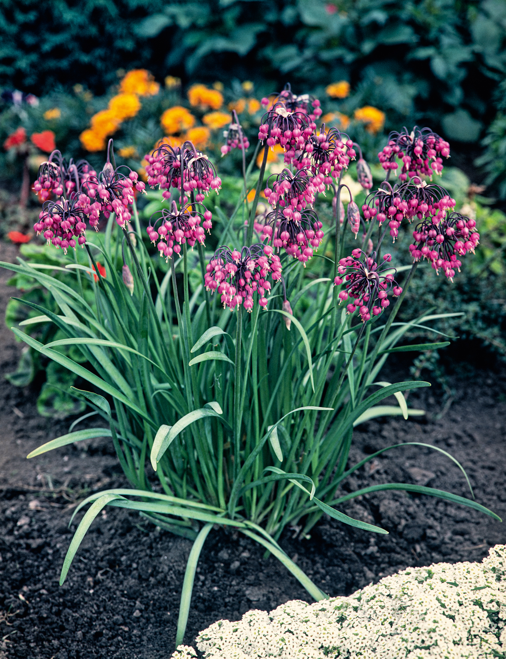Allium cernuum, Hängender Zierlauch, mit zarten rosa, hängenden Blütenköpfen und schmalem Laub im Gartenbeet