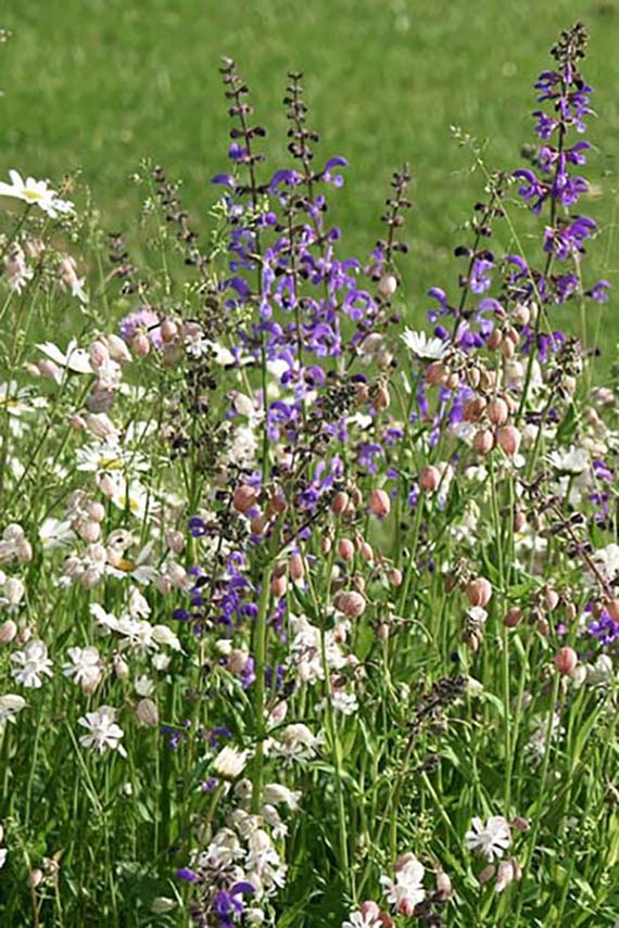Nahaufnahme eines bunten Wildblumenbeets mit weißen, zartrosa und violetten Blüten sowie Samenkapseln vor grünem, unscharfem Wiesenhintergrund