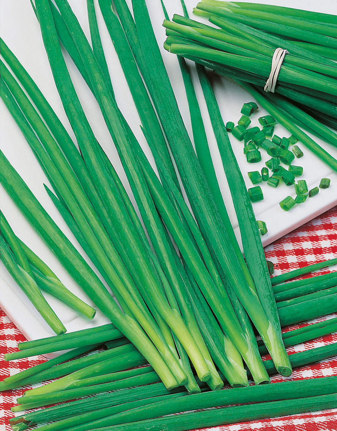 Bündel frischer Schnittlauch auf weißer Platte und rot-weiß kariertem Tuch, mehrere grüne Halme und einige fein geschnittene Röllchen, frisch und aromatisch