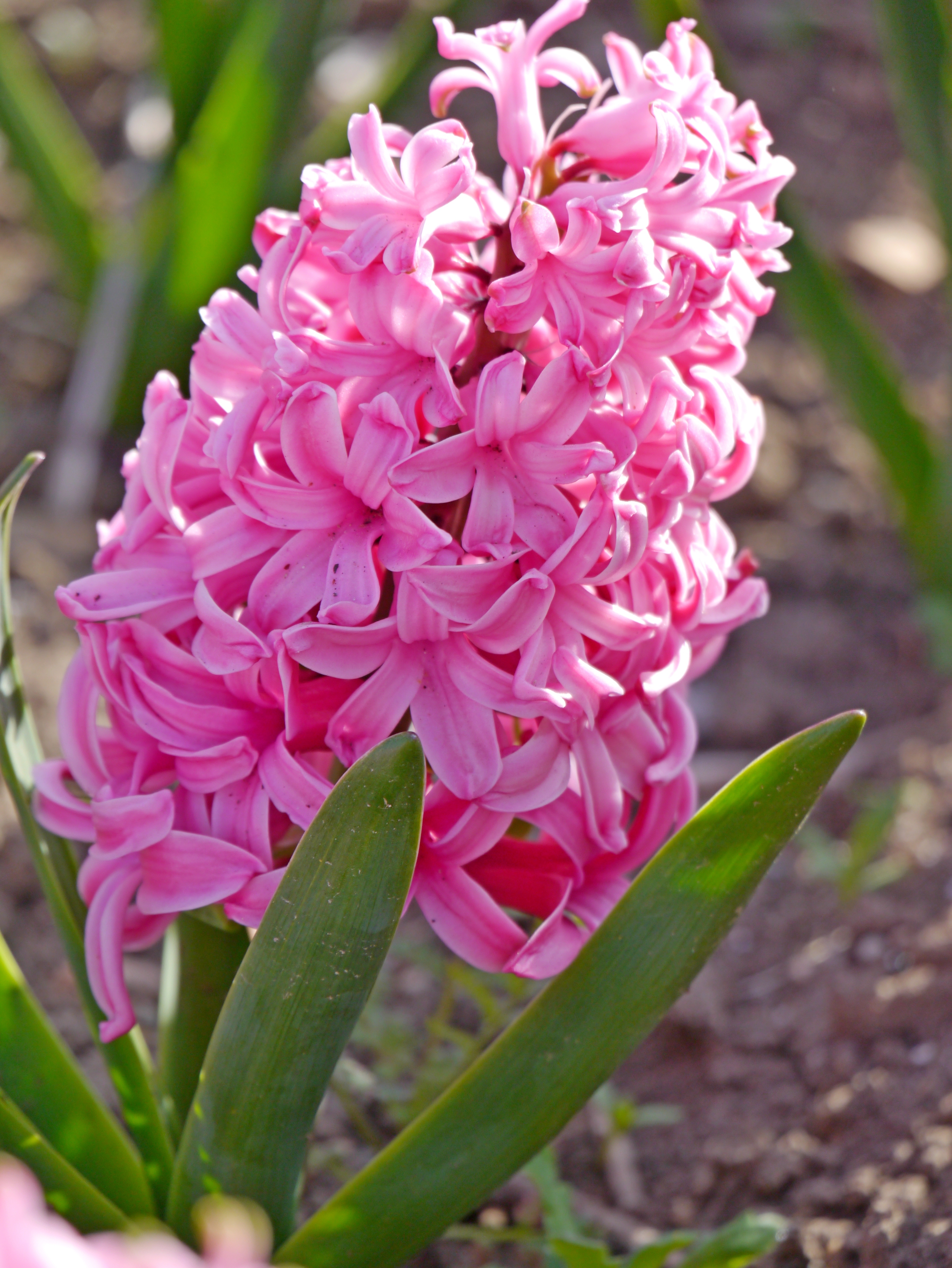 Detailaufnahme einer pinken Hyazinthe mit leuchtenden Blüten und grünen Blättern