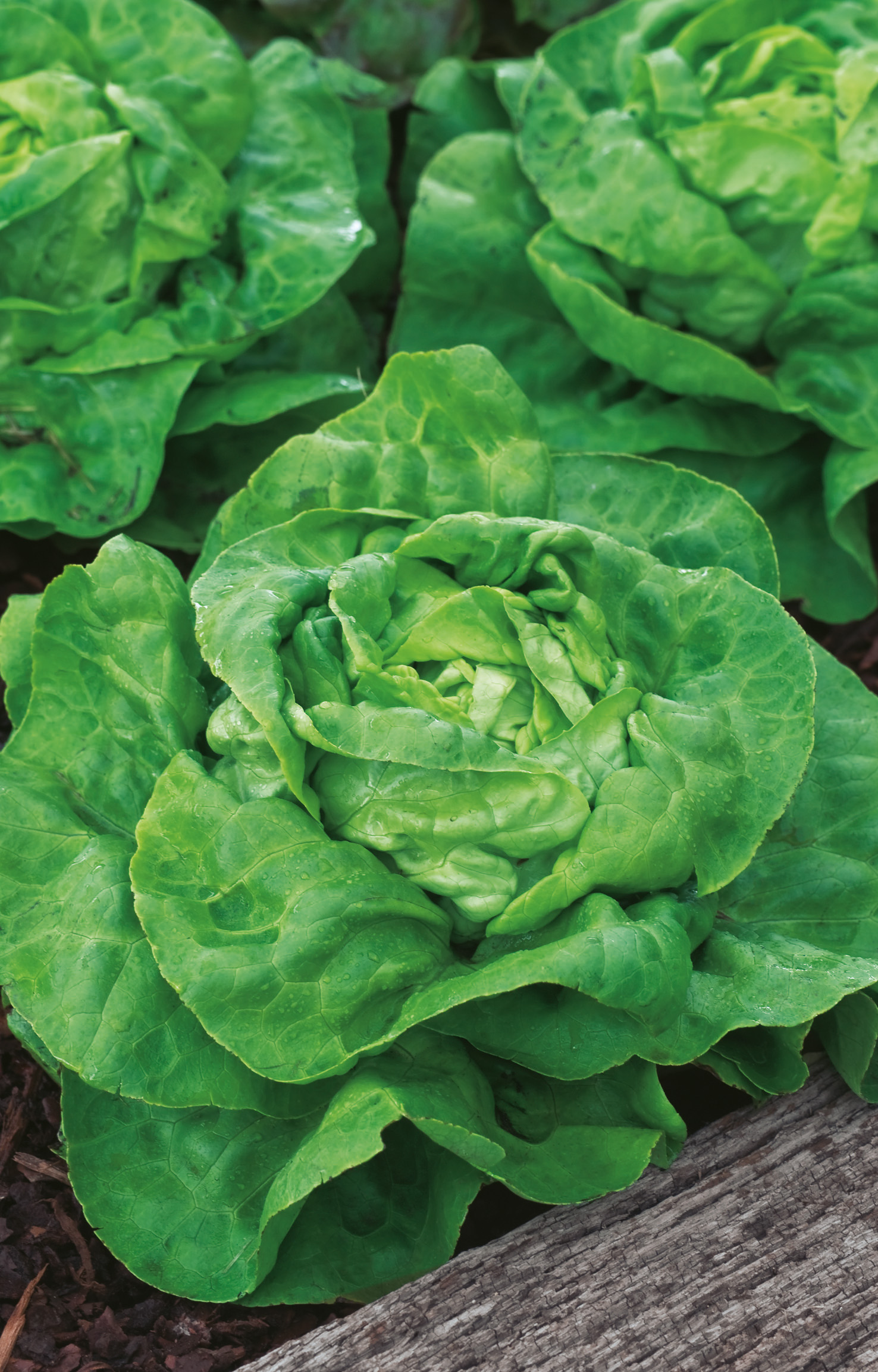 Grüner Butterkopfsalat im Beet, frische Salatköpfe mit Wassertropfen auf den Blättern