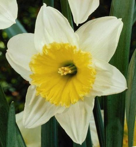 Nahaufnahme der großkronigen Narzisse Ice Follies mit cremeweißen Deckblättern und gelber Krone, ideal für Frühlingsgarten, Topf und als Schnittblume