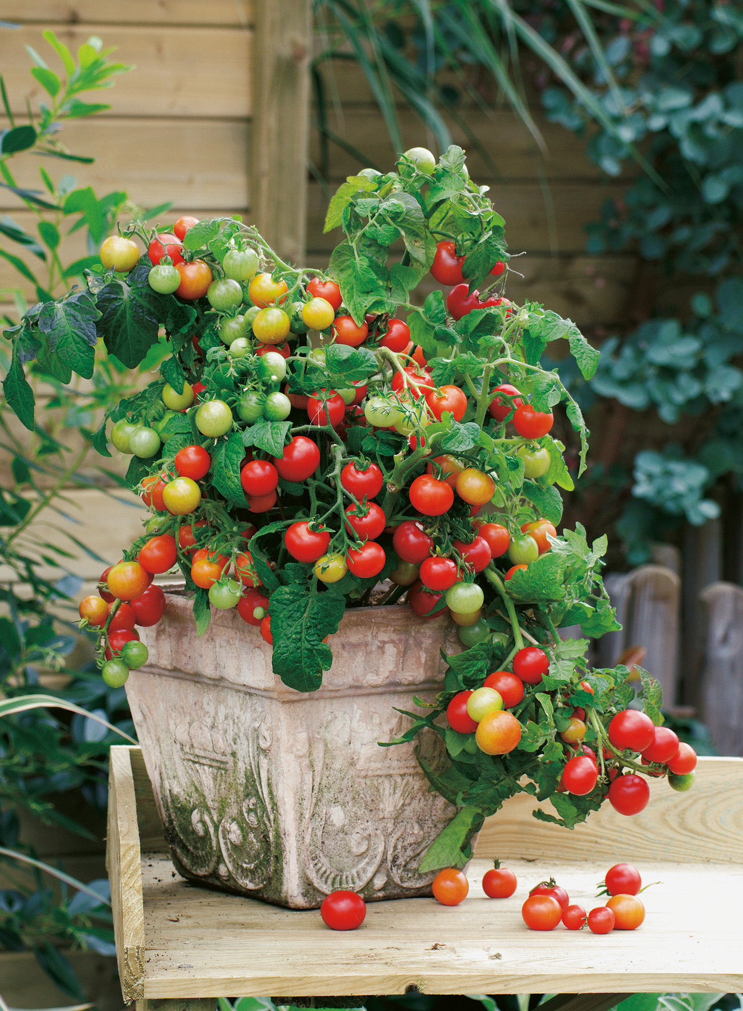 Topftomate Red Robin von Samen-Fetzer im dekorativen Topf, kompakt wachsend und reichtragend mit süßen, aromatischen, kirschgroßen roten und grünen Früchten – ideal für Balkon, Topf und Hängeampel