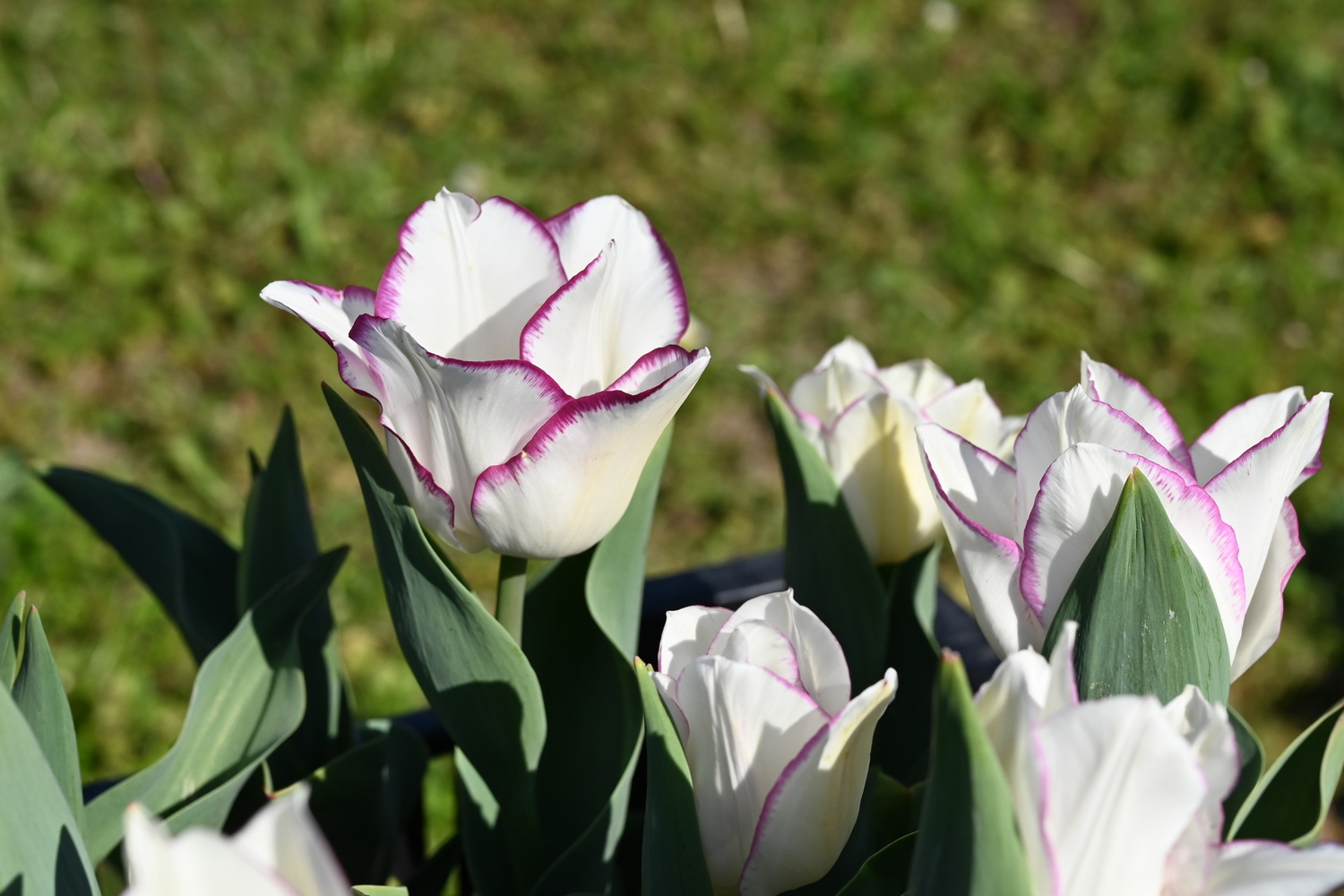 Nahaufnahme weißer Tulpen mit feinem rosa Rand an den Blütenblättern vor unscharfem grünem Hintergrund