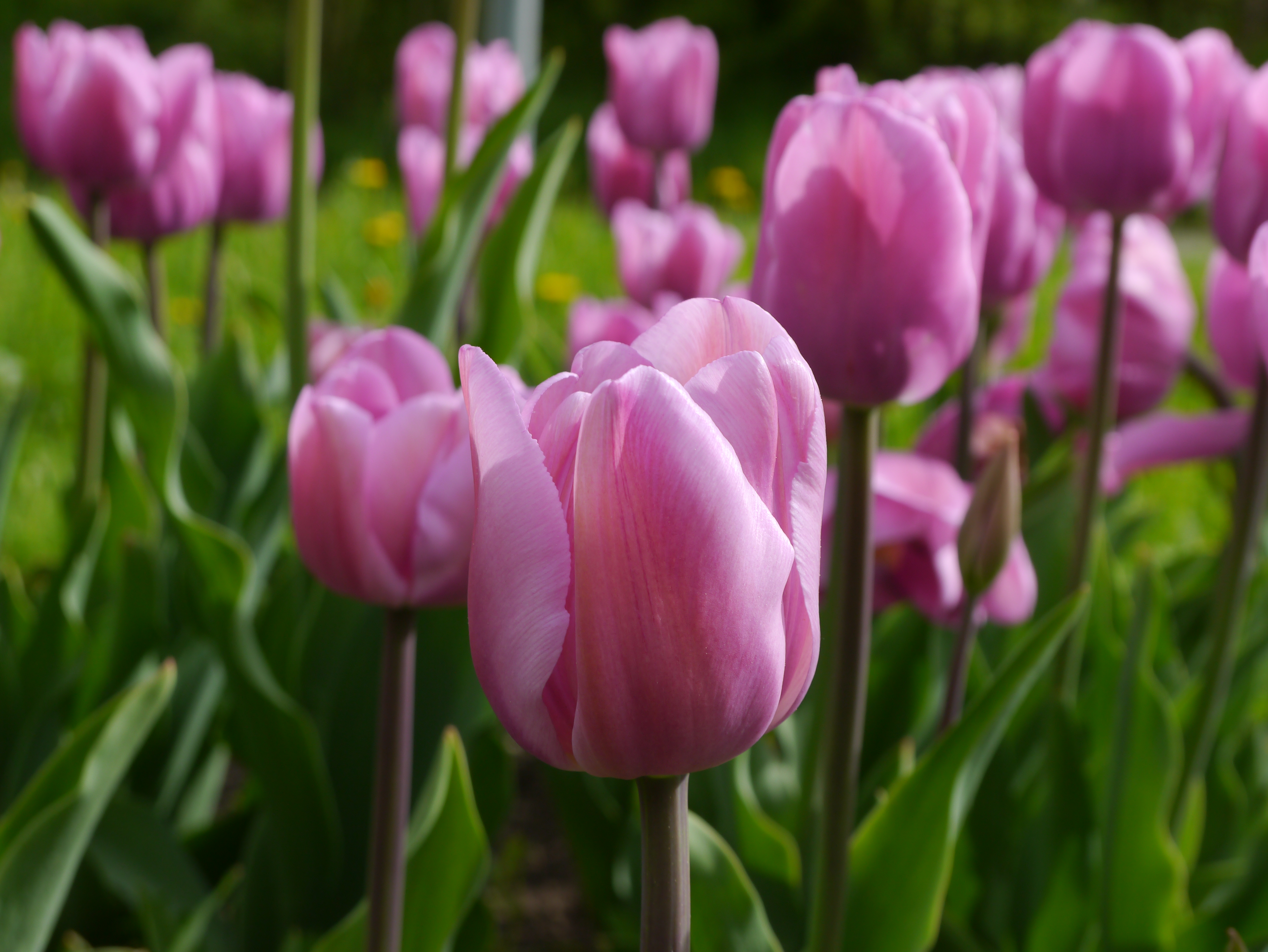 Nahaufnahme einer rosa Tulpe im Vordergrund, umgeben von weiteren rosa Tulpen und grünem Laub in einem Blumenbeet