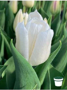 Triumph-Tulpen Dutch Mountain