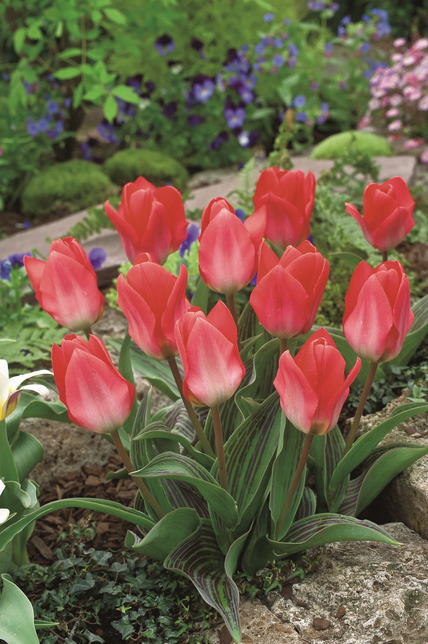52832_14122682_FM Nahaufnahme roter Tulpen mit leichtem Farbverlauf und gestreiften Blättern in einem Steingarten